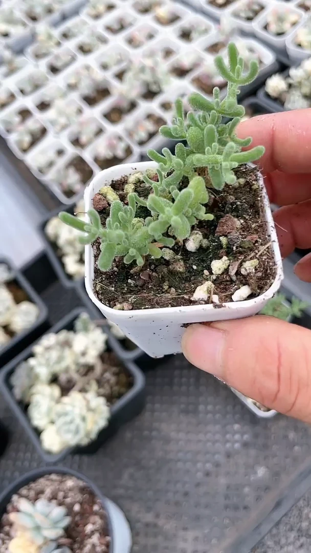 【闪购商品】五方冰晶多肉