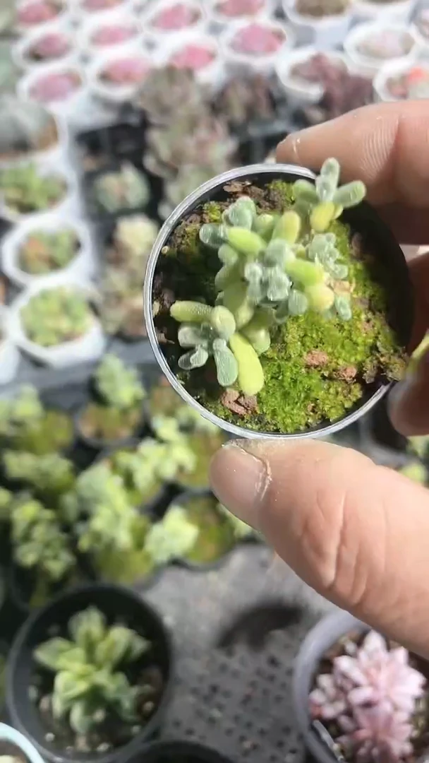 【闪购商品】50盆冰晶多肉 带盆带土