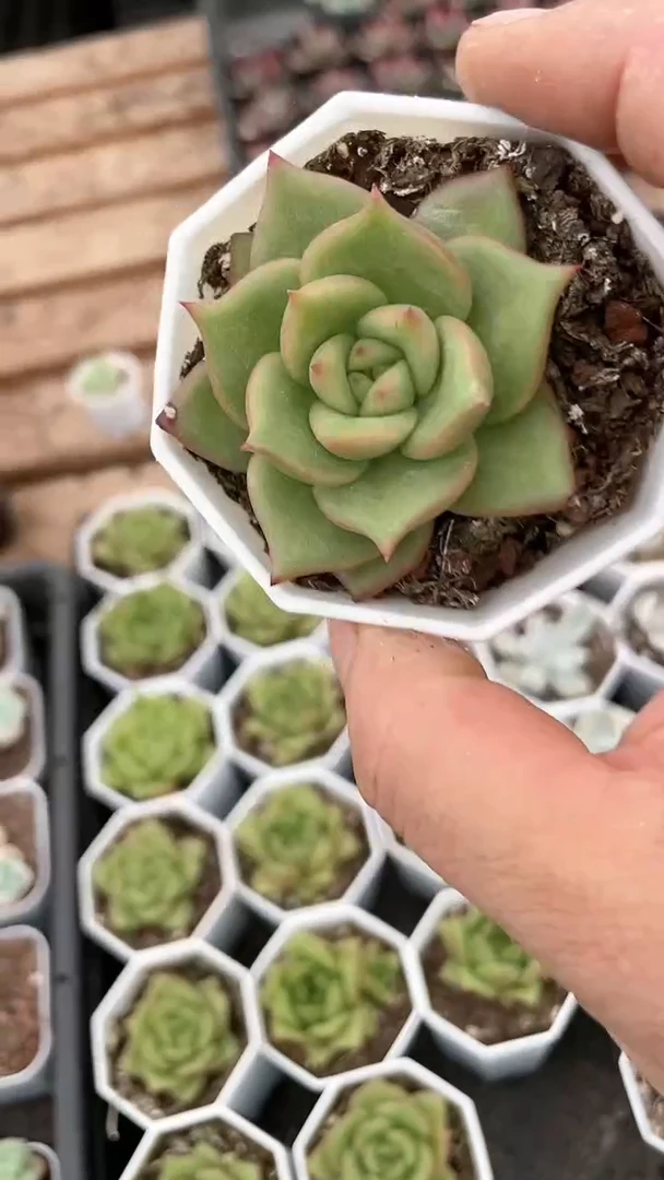【闪购商品】八角杯蔷薇玛丽亚多肉