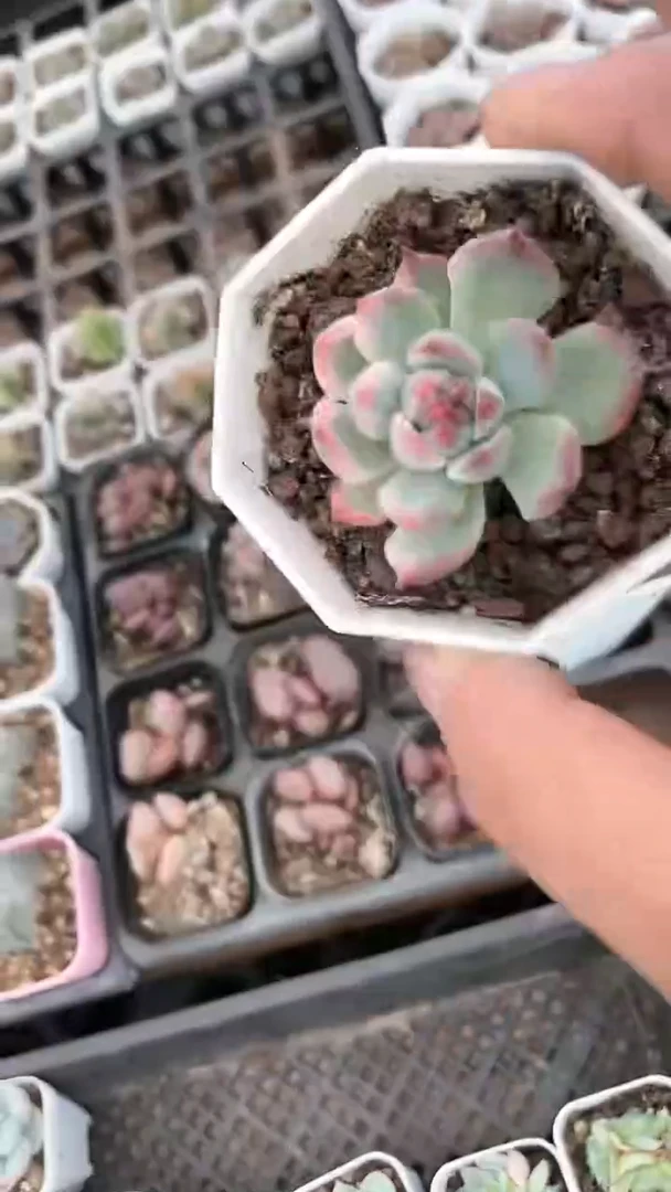 【闪购商品】八角杯吉娃娃锦多肉