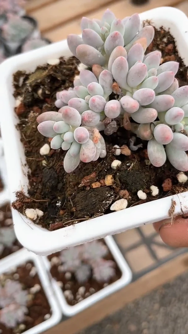 【闪购商品】十方婴儿手指群多肉