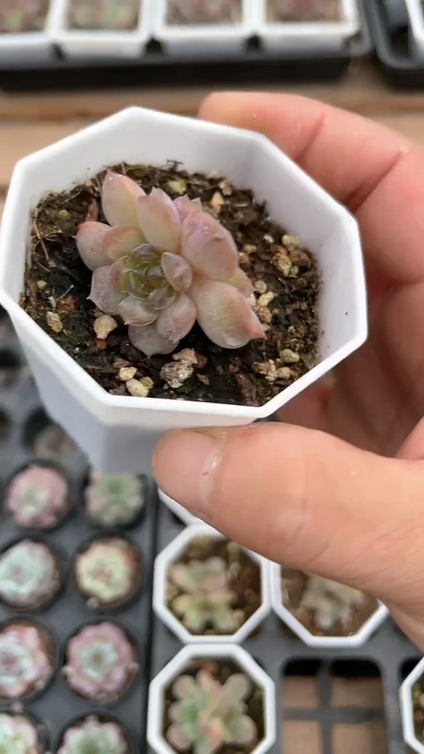 【闪购商品】八角杯红恋单双多肉