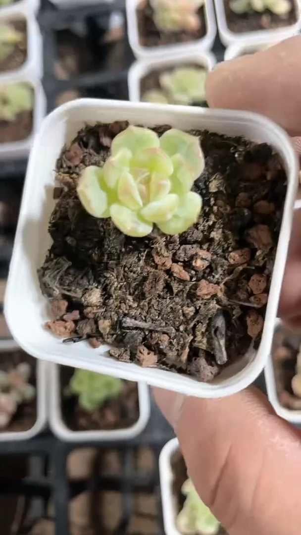 【闪购商品】三颗五方白恋多肉 不售后