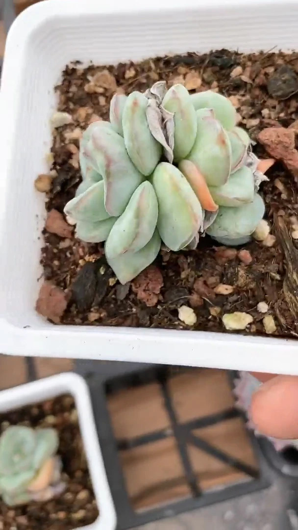 【闪购商品】十方泡芙群生多肉