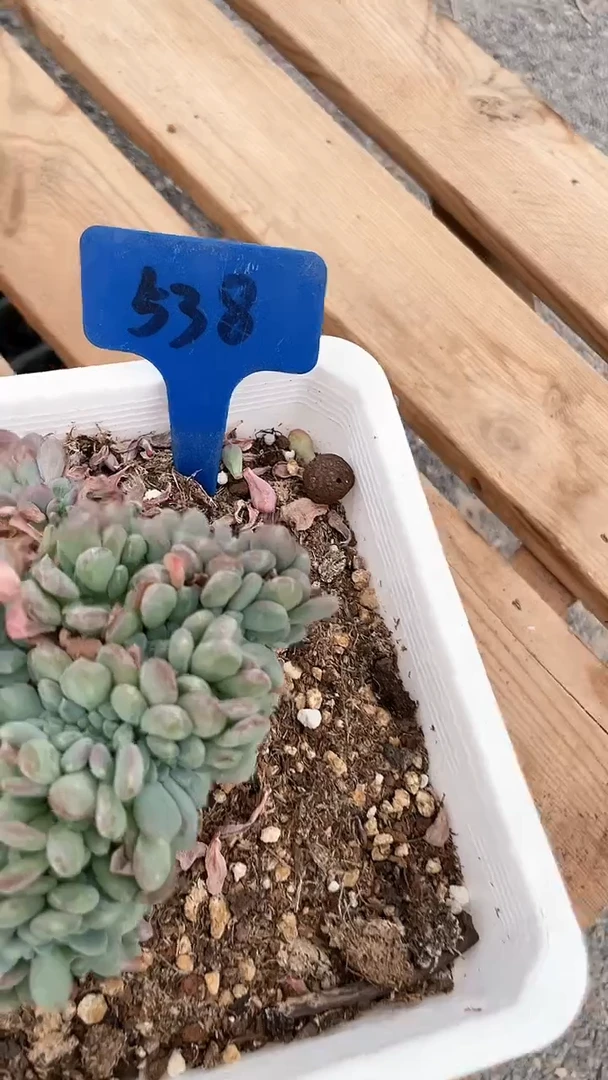 【闪购商品】538多肉