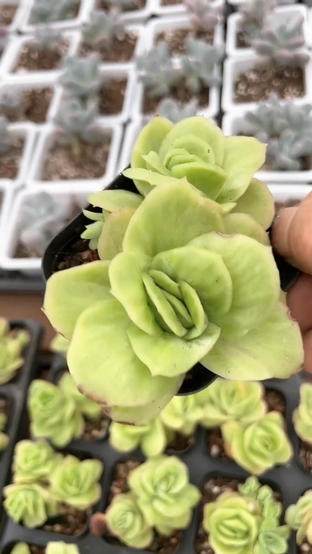 【闪购商品】65盆冰玫瑰锦多肉