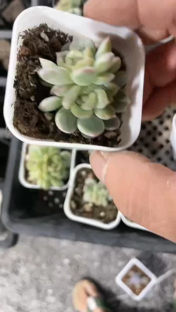 【闪购商品】五方白恋群生多肉