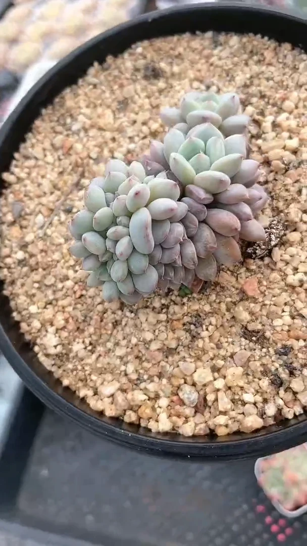 【闪购商品】833多肉