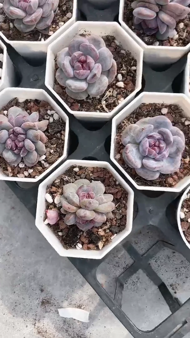 【闪购商品】569多肉