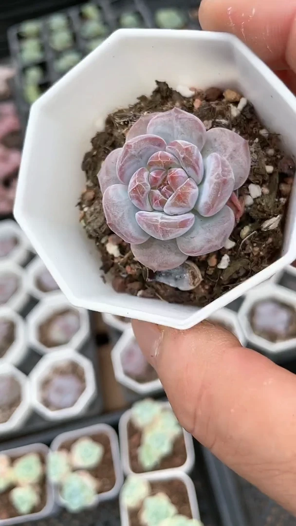 【闪购商品】八角杯石榴籽星影多肉
