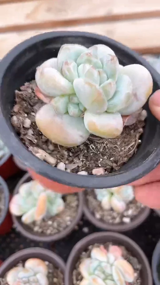 【闪购商品】90盆紫皮星影多肉
