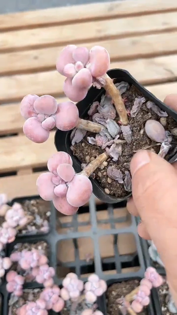 【闪购商品】65盆老桩腰子桃蛋三头多肉