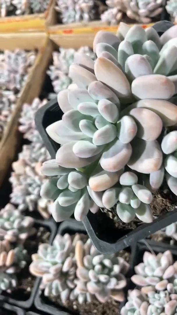 【闪购商品】十二方香水群生多肉