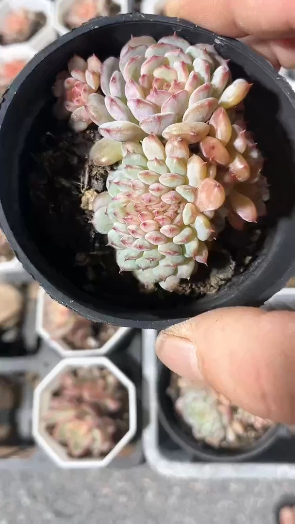 【闪购商品】90盆白胖子缀化多肉