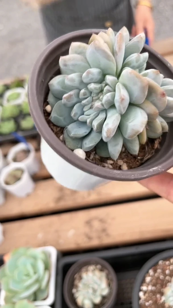 【闪购商品】524多肉