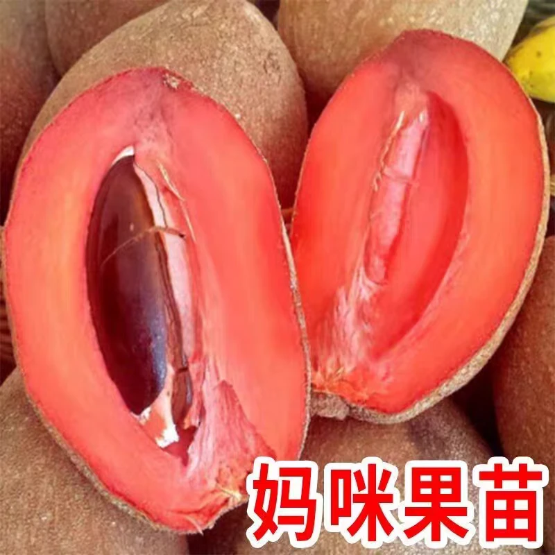 正版马加纳妈咪果靠接苗马美果树苗靠接大苗大果早生品种