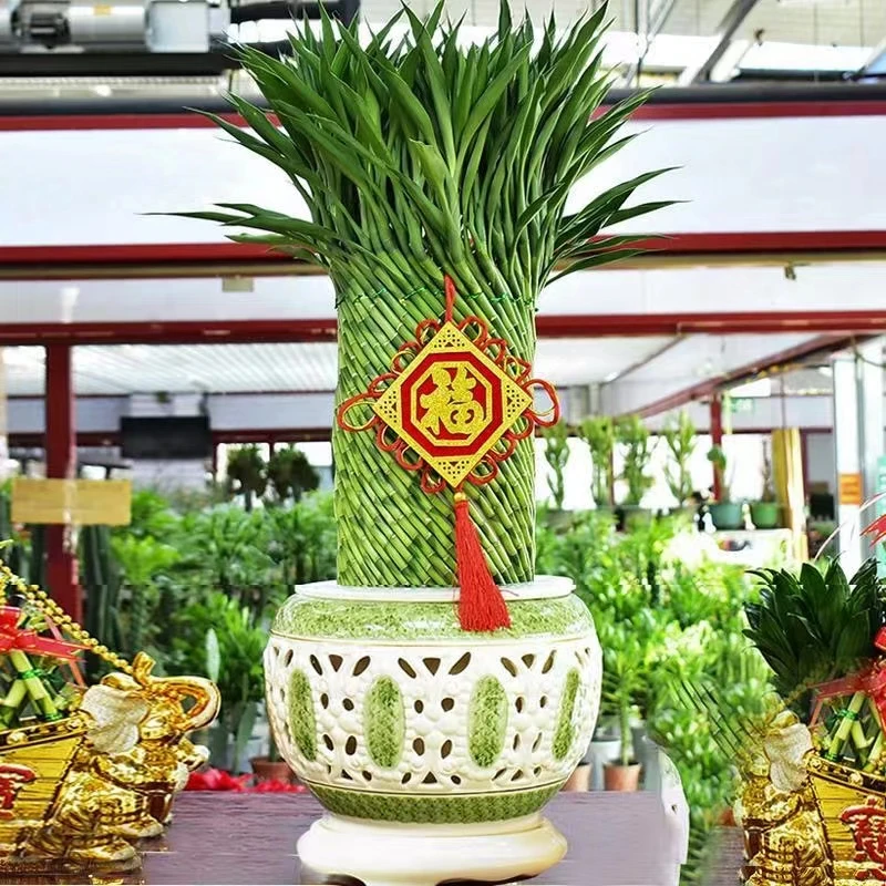 编织招财竹富贵竹水培花卉水养发财竹客厅办公室带根盆栽大型绿植