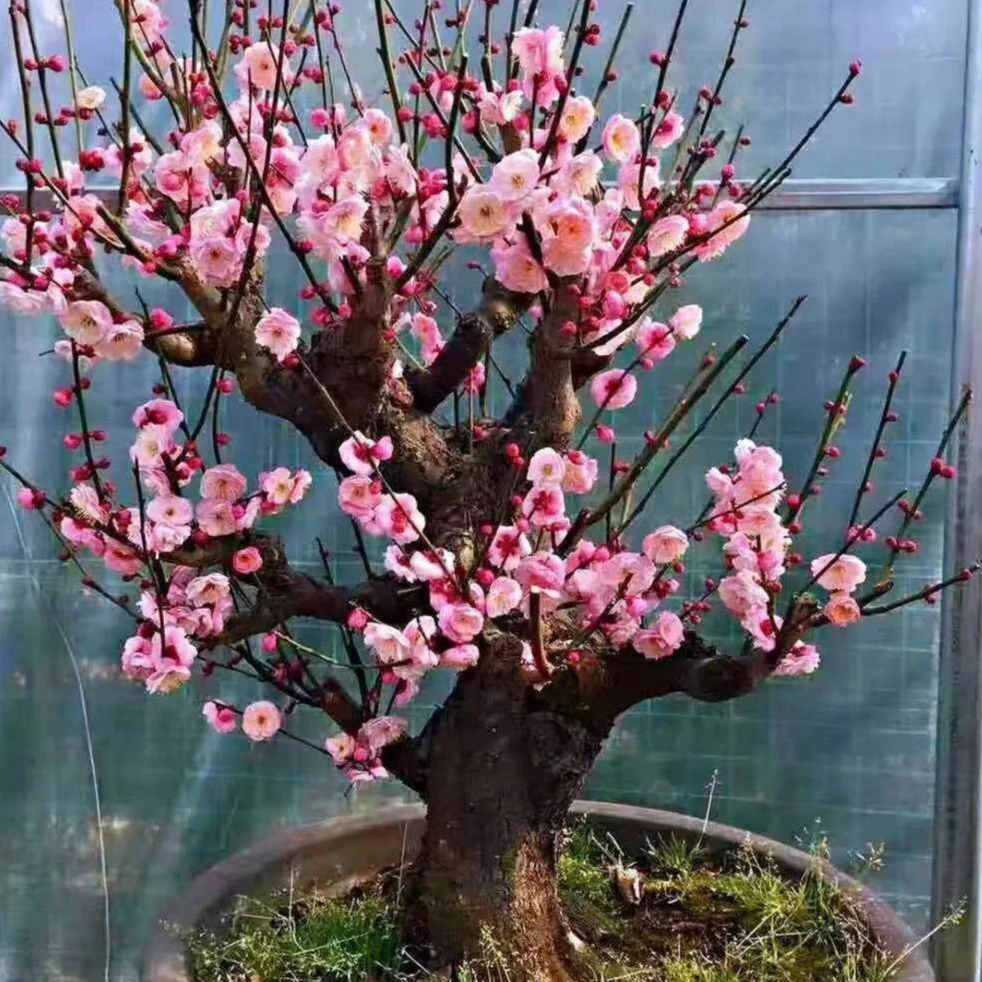 耐寒腊梅带花苞开花浓香梅花地栽树苗四季开花卉家居发货室外低价