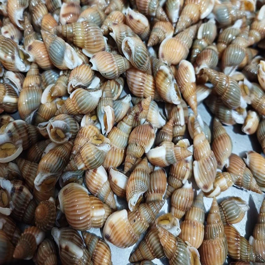 【小】海锥1份3斤【大小不一嫌小勿拍】可能有空壳介意勿拍