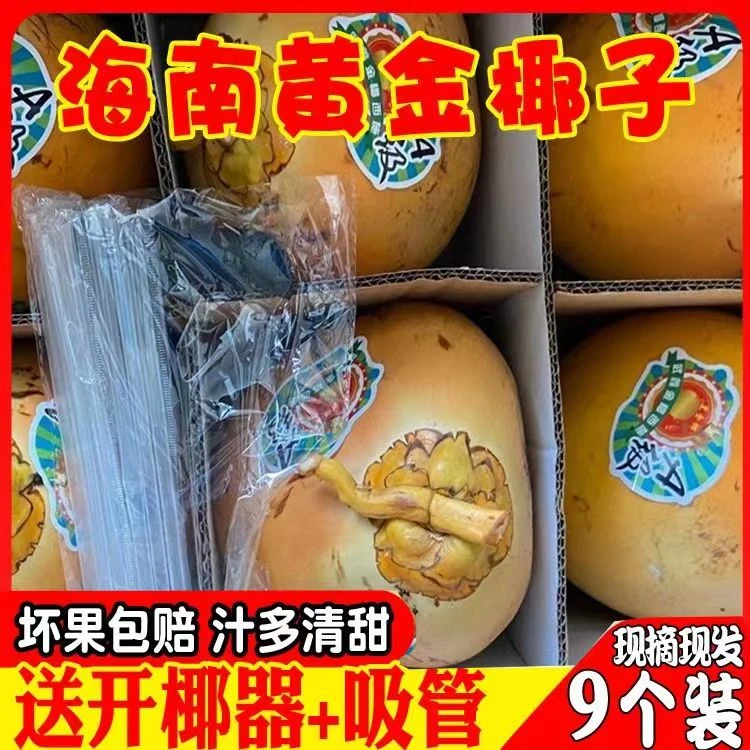 2/4/6新果海南金椰子三亚特产新鲜黄金椰子红椰现摘带皮椰青椰子