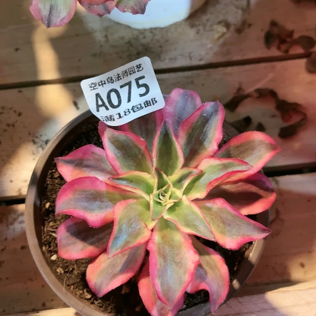 A075魅影多肉植物