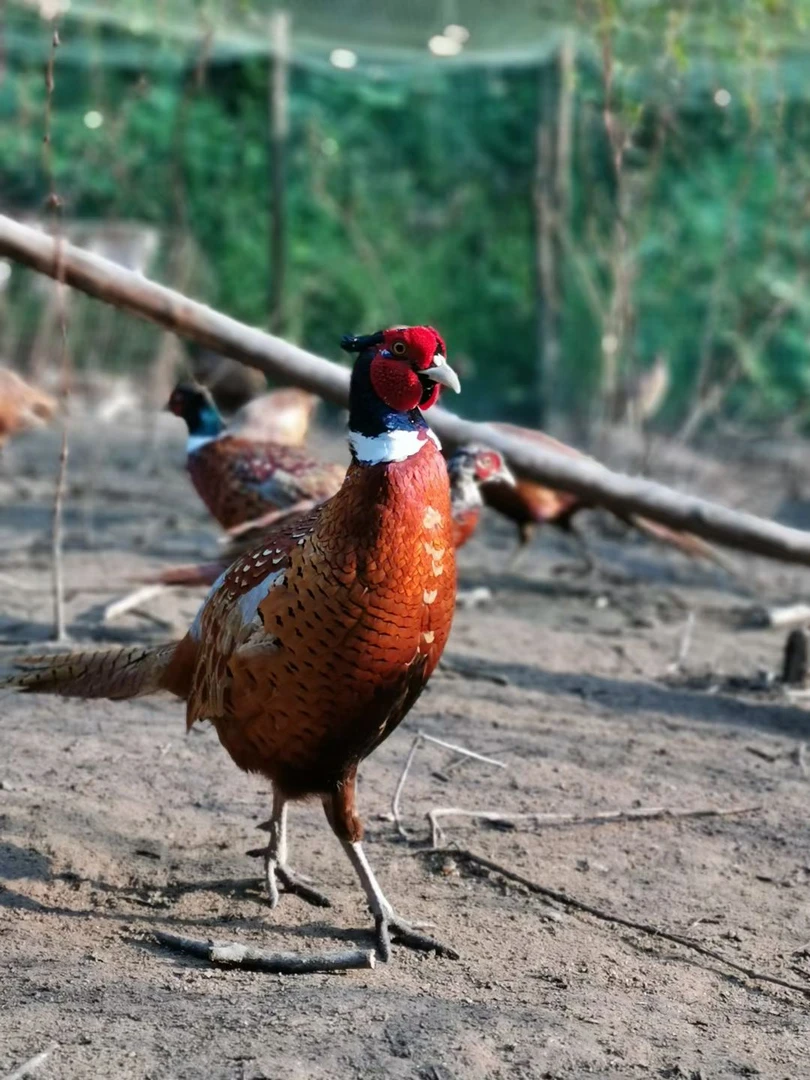 高山散养七彩山鸡活鸡发顺丰