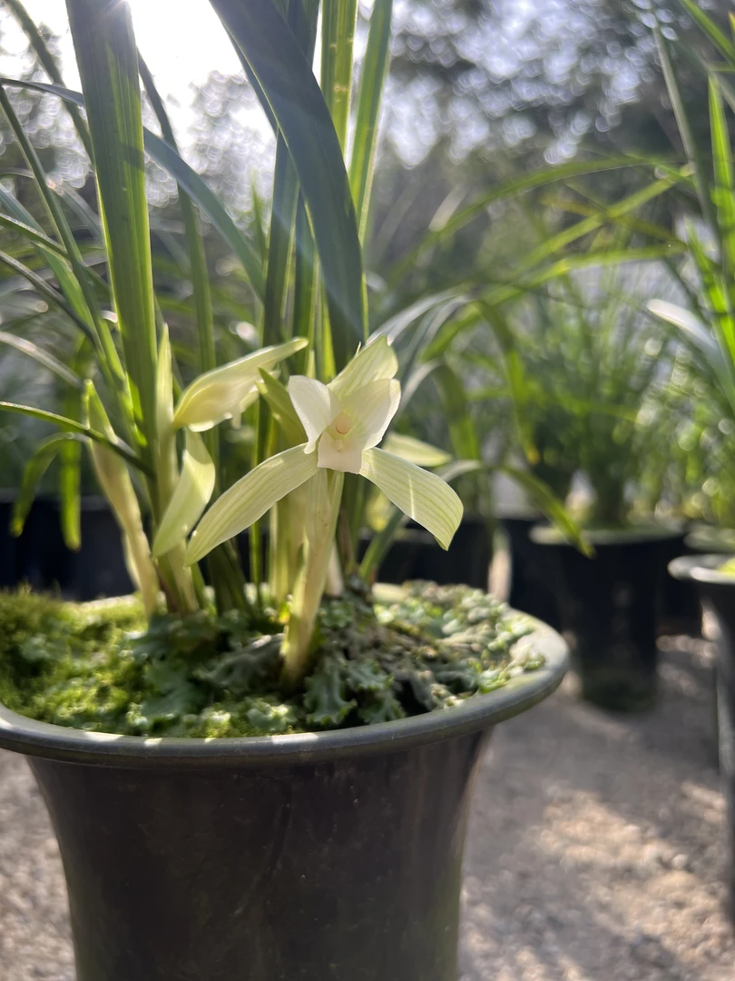 春兰新品大花春素