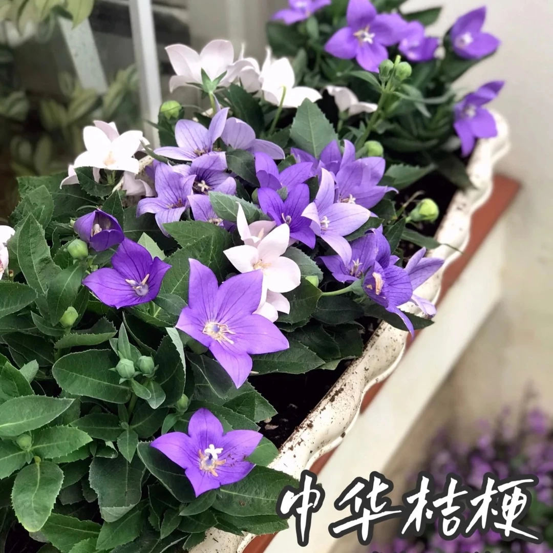 中华桔梗云南昆明盆栽基地直发夏季室内养多季开花蓝紫色白色易养