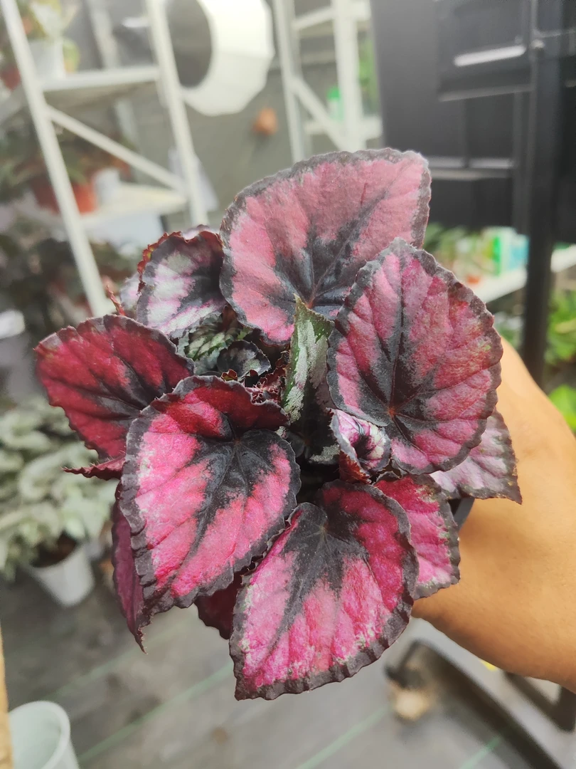 红心秋海棠室内绿植盆栽观叶植物
