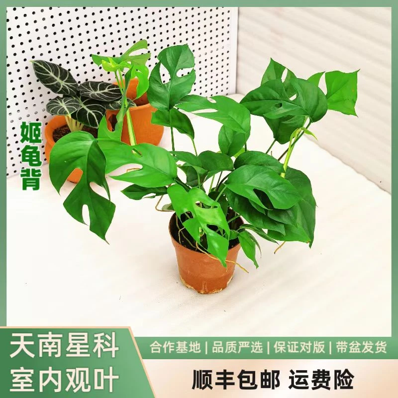 姬龟背竹室内观叶热植爬藤植物可垂吊养护四季常绿净化空气好养