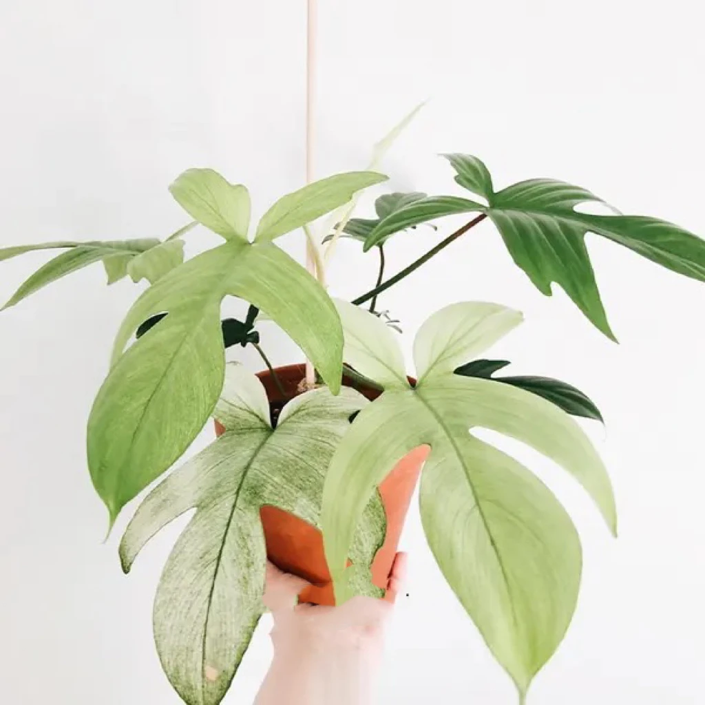 120小盆幽灵飞机蔓绿绒室内观叶植物网红盆栽绿植好养花卉