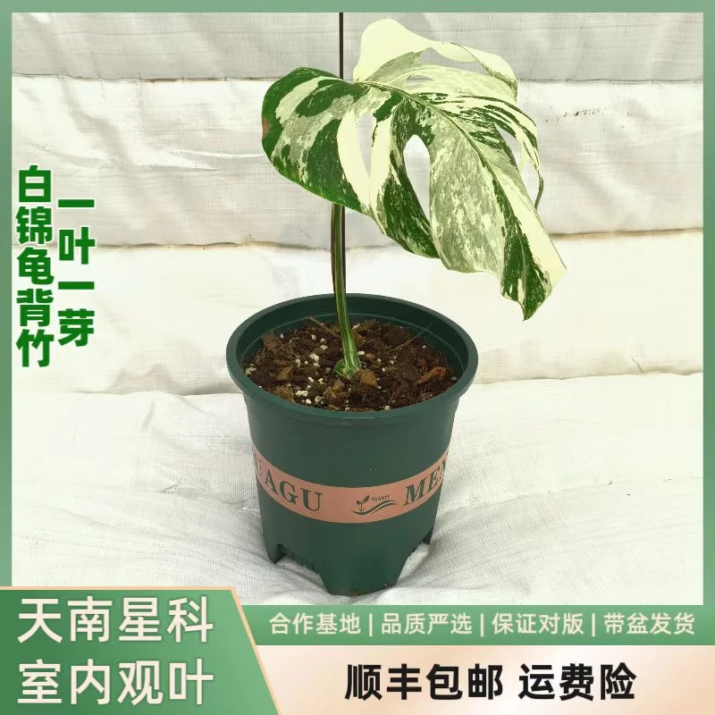 特殊个体龟背竹室内装饰龟背竹盆栽绿植常绿植物客厅桌面北欧风