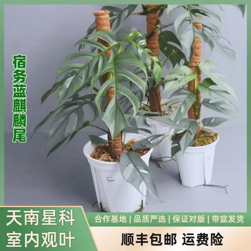宿务蓝麒麟尾。爬藤植物。蓝色叶片个性十足。室内观叶植物