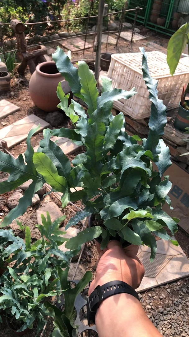 蓝星水龙骨蕨绿植盆栽室内耐阴植物卧室电视柜装饰