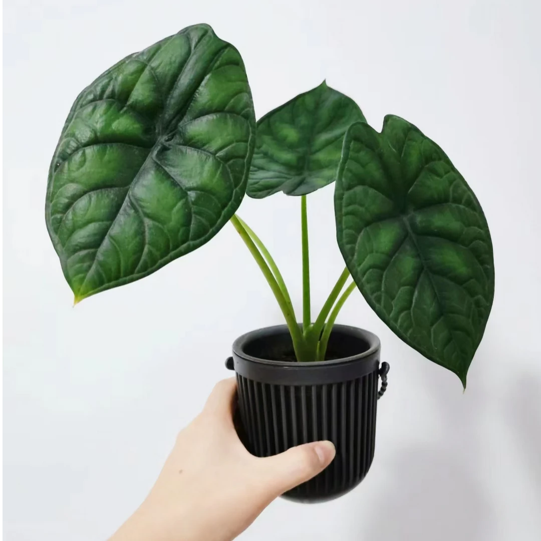 小盆神盾海芋北欧风室内观叶绿植四季常青净化空气盆栽