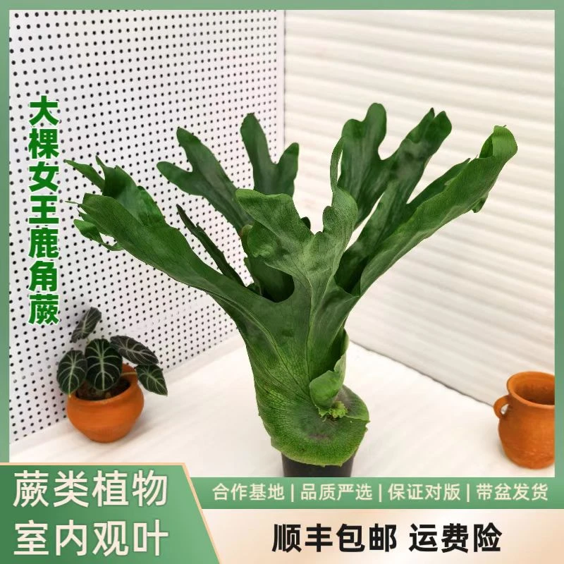 大颗女王鹿角蕨十八原生种之一室内观叶蕨类植物室内观赏四季常绿
