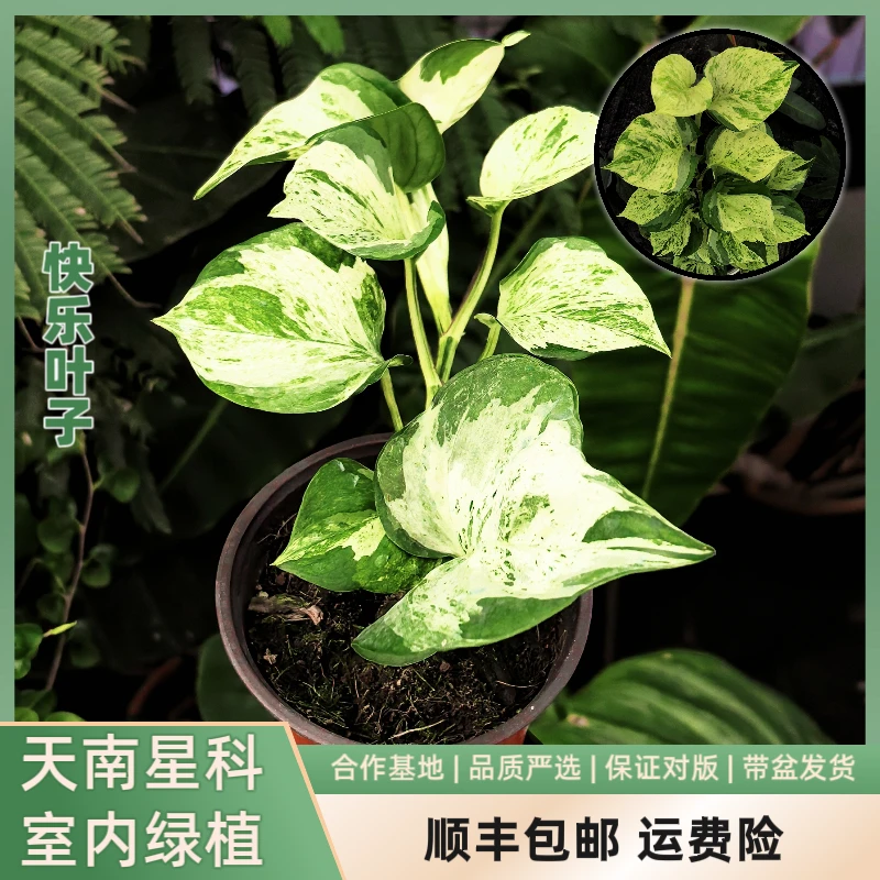 大颗快乐叶子室内绿植可爬藤可垂吊四季常绿ins风满满，好看好养