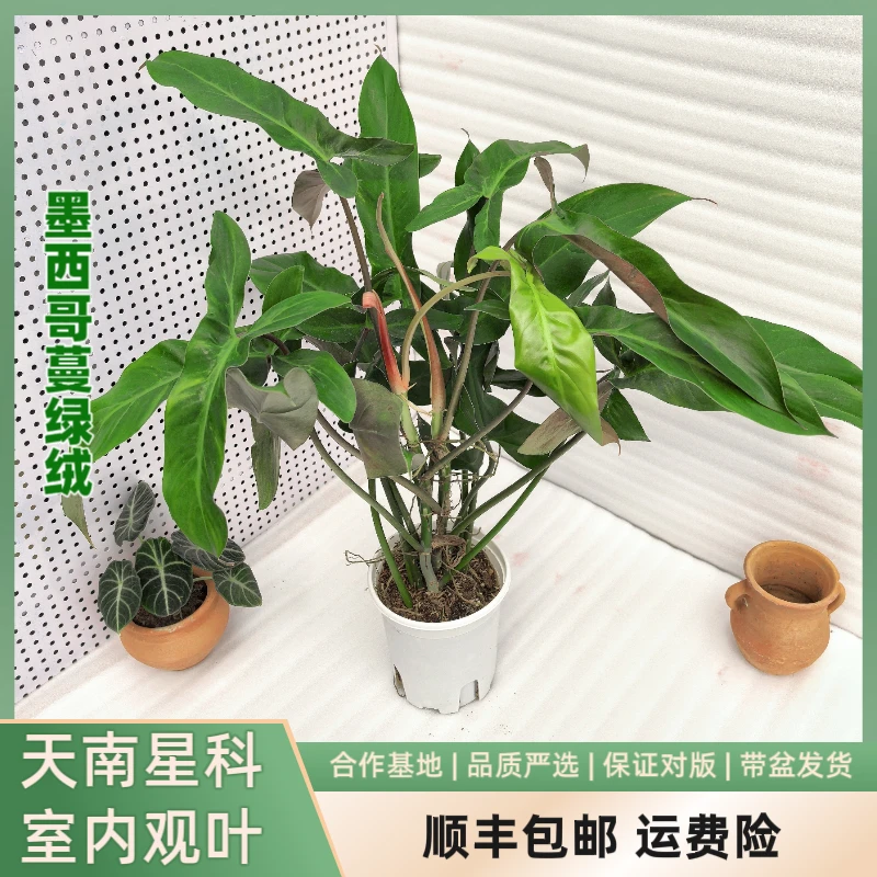 墨西哥蔓绿绒(mxgmlr 田园里),室内观叶植物四季常绿