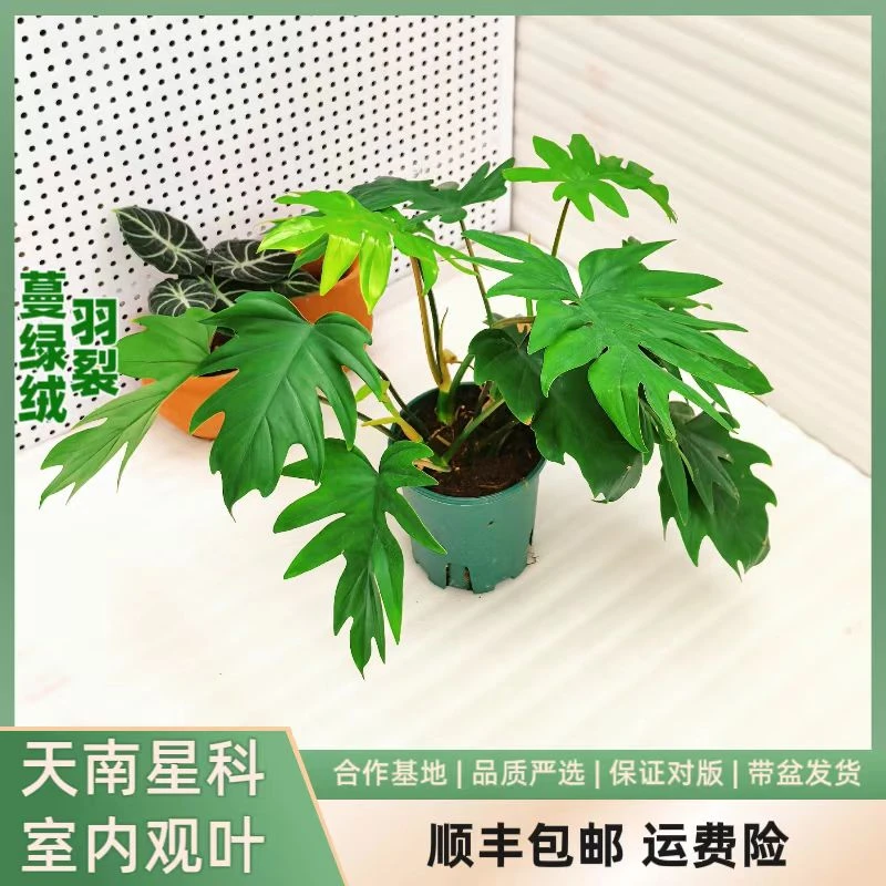 大颗羽裂蔓绿绒非常好养的室内观叶植物四季常绿净化空气