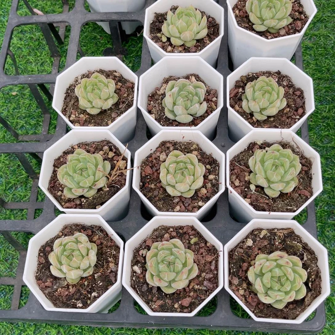 【2雪花珍妮】20包邮多肉