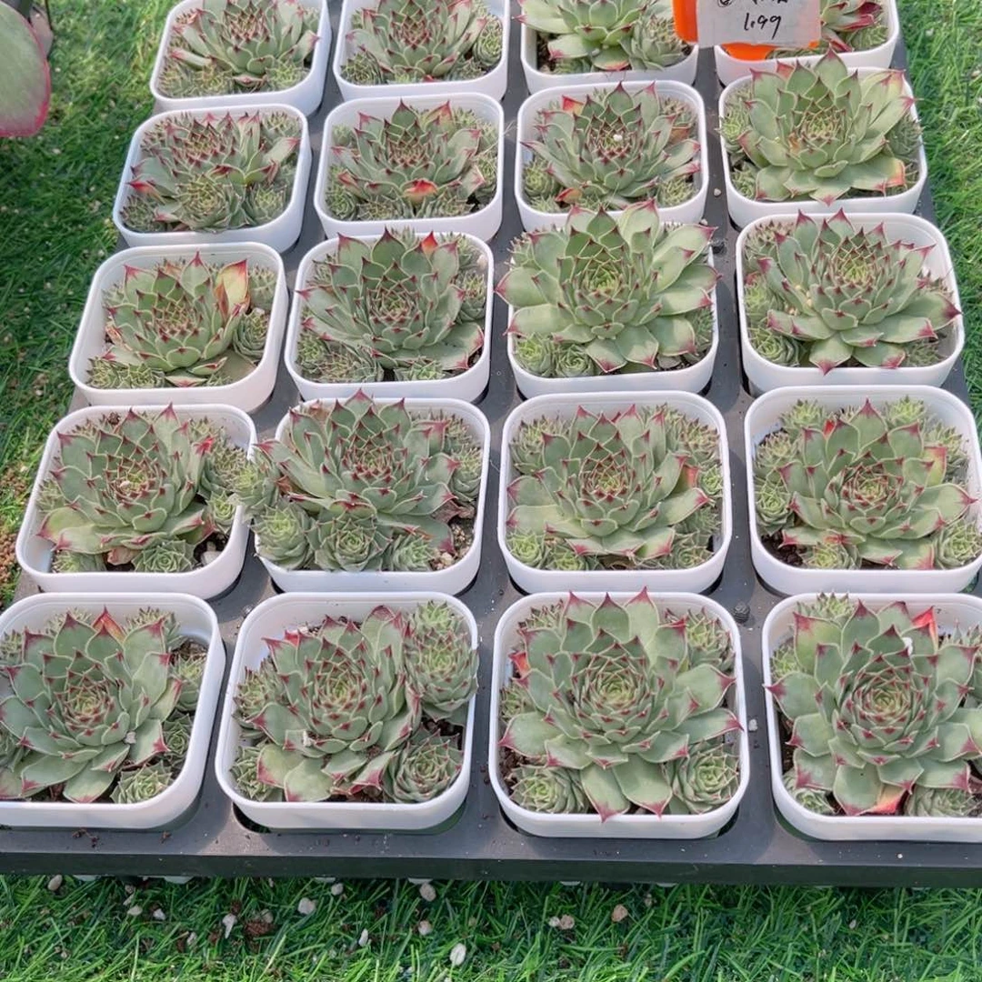 【5柔情多肉】20包邮