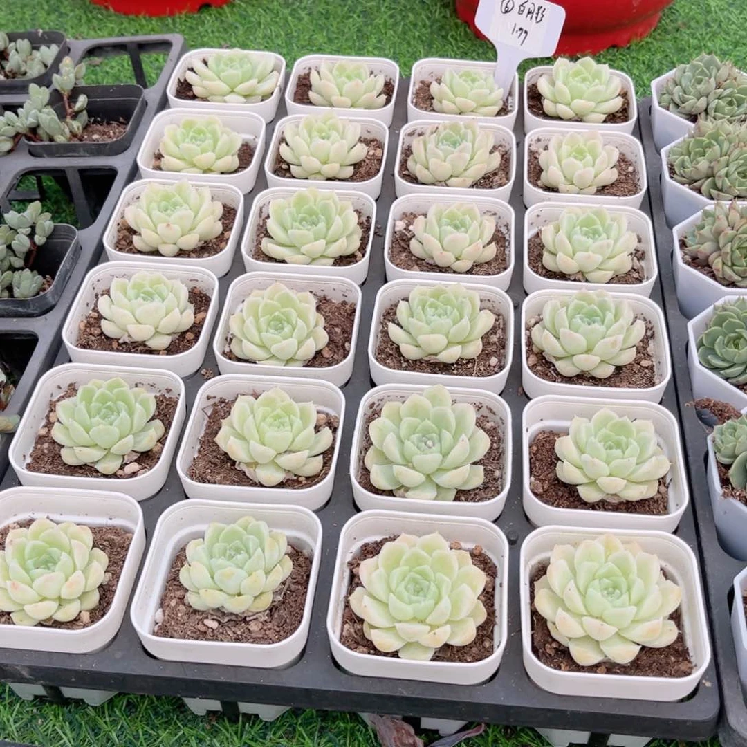 【6白月影单头】20包邮