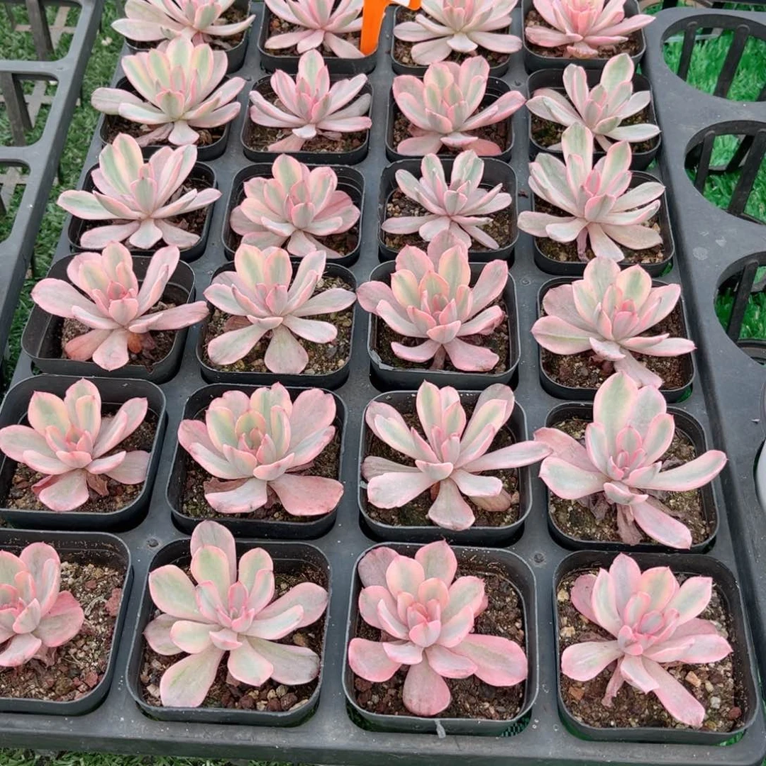【8花车锦】20包邮