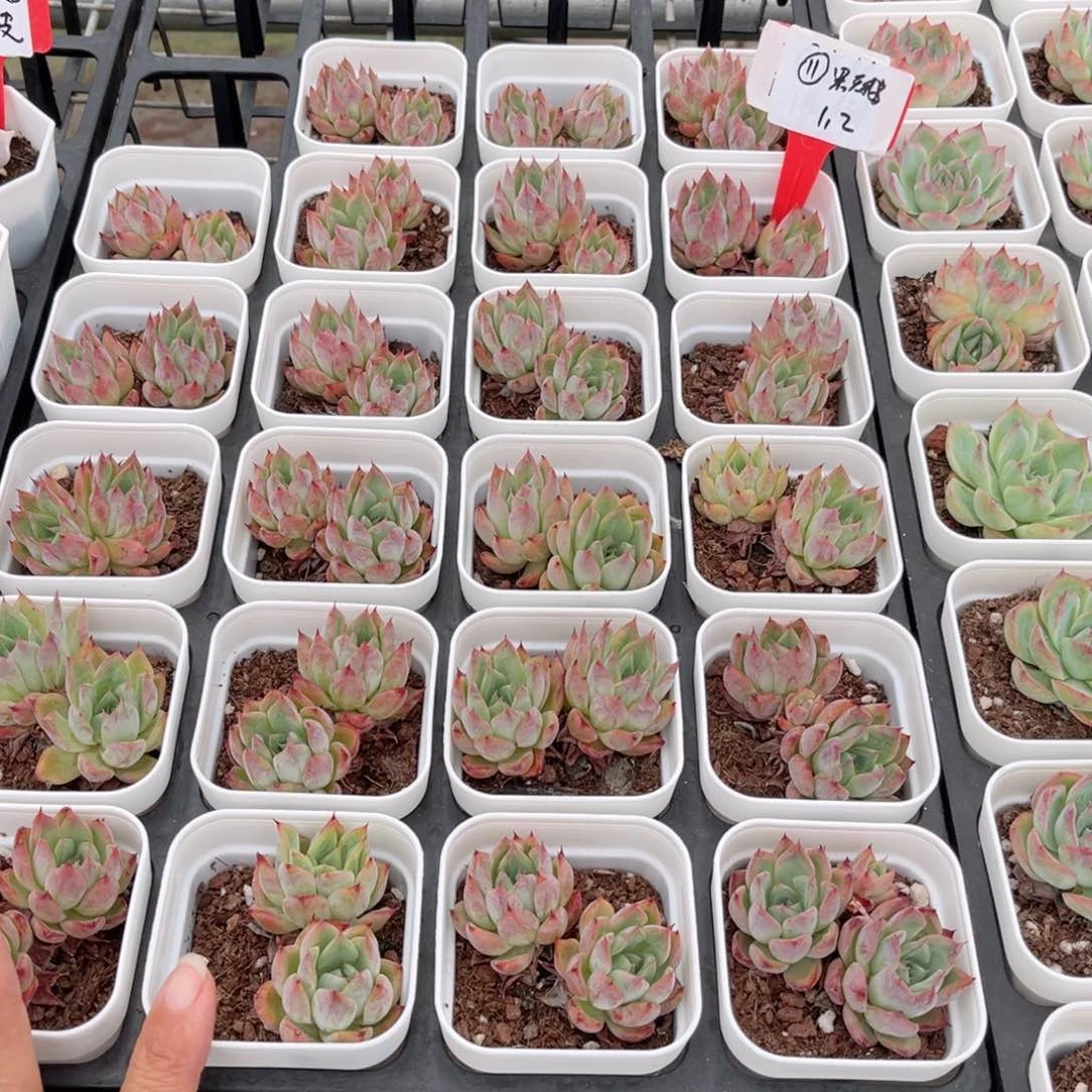 【11黑天鹅双头】20包邮