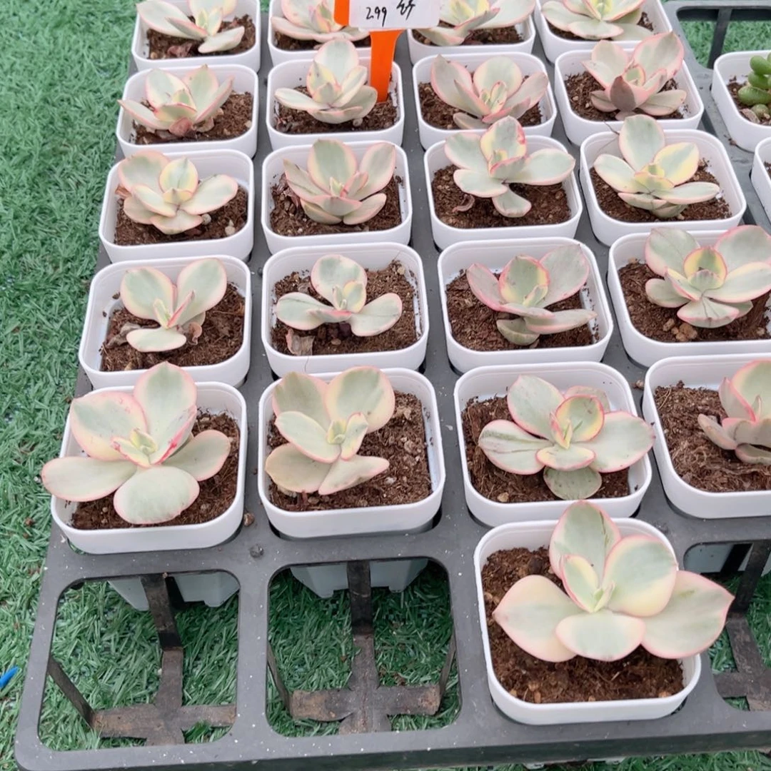 【6秀妍锦】20包邮