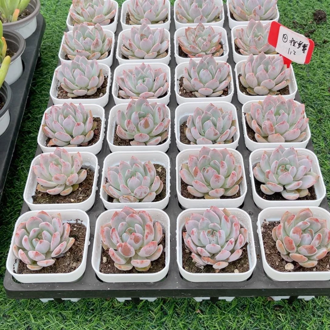 【4橙梦露】20包邮