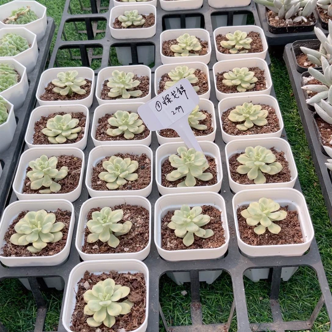 【3探戈锦】20包邮