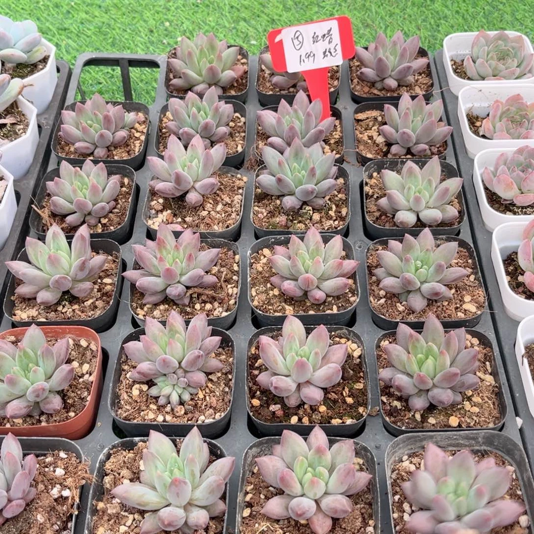 【5红蜻蜓】20包邮