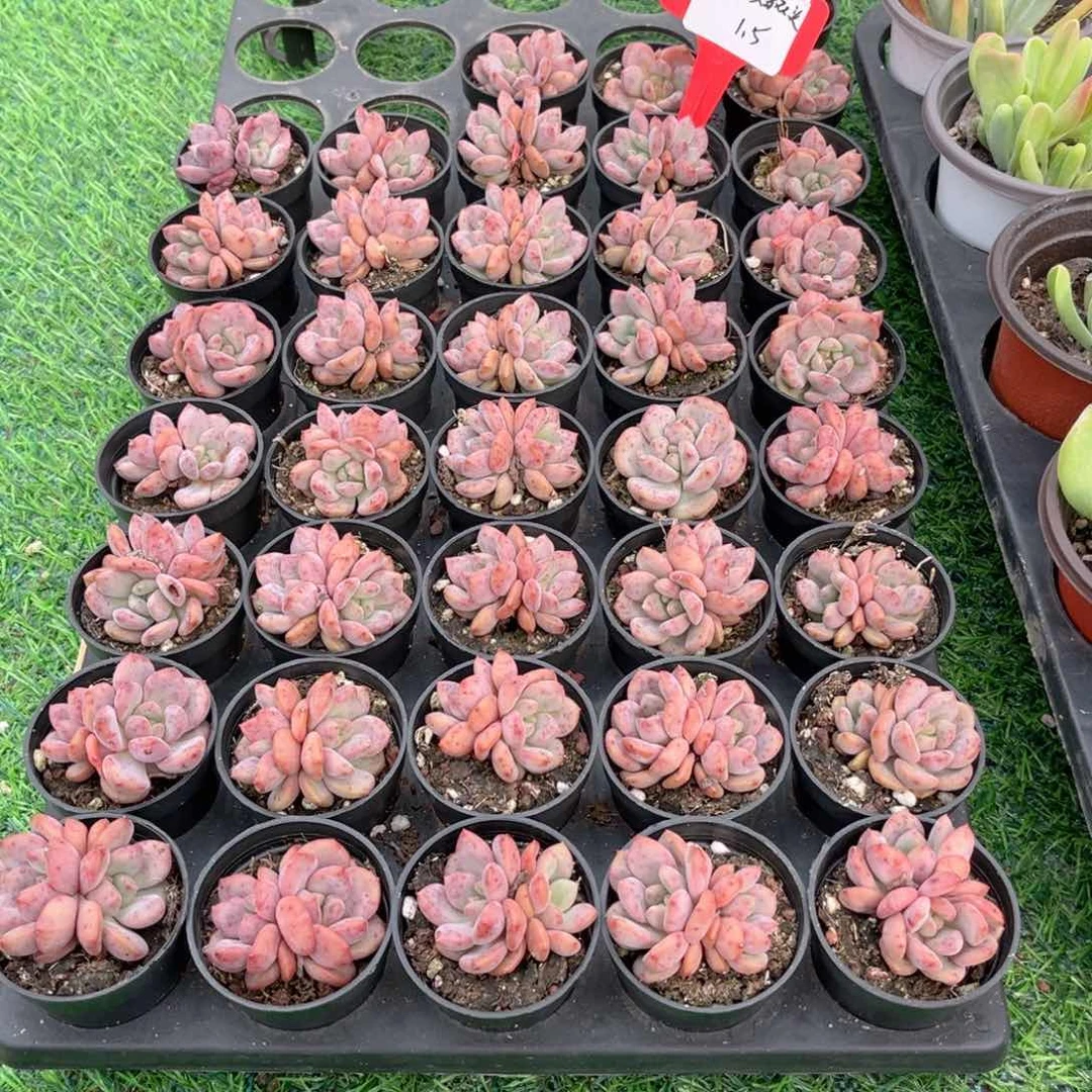 【4凌雪多肉】20包邮
