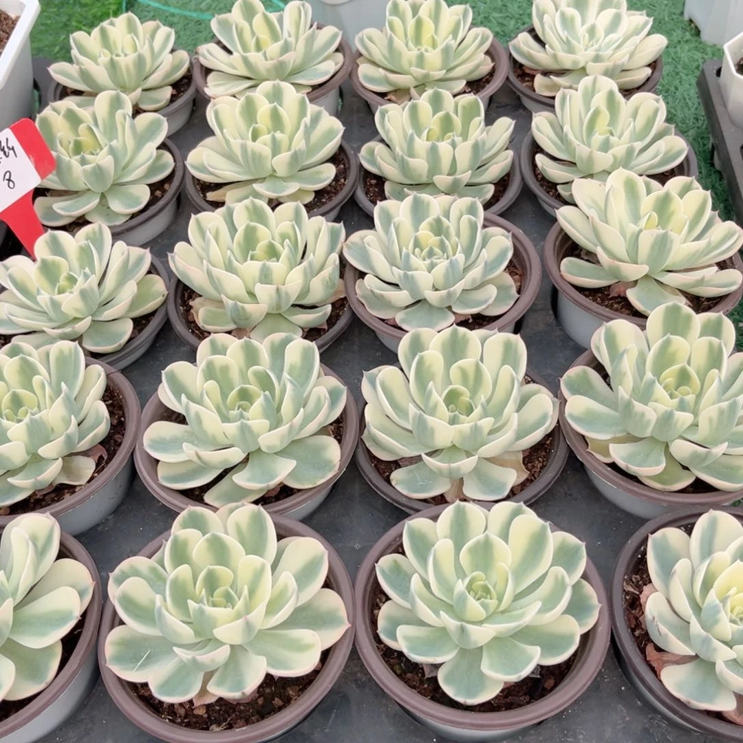 【6玉蝶锦】20包邮